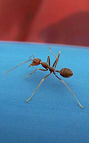 'A Weaver Ant' by Asienreisender